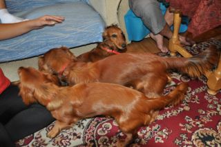 NADIM jamniki Kollapsar